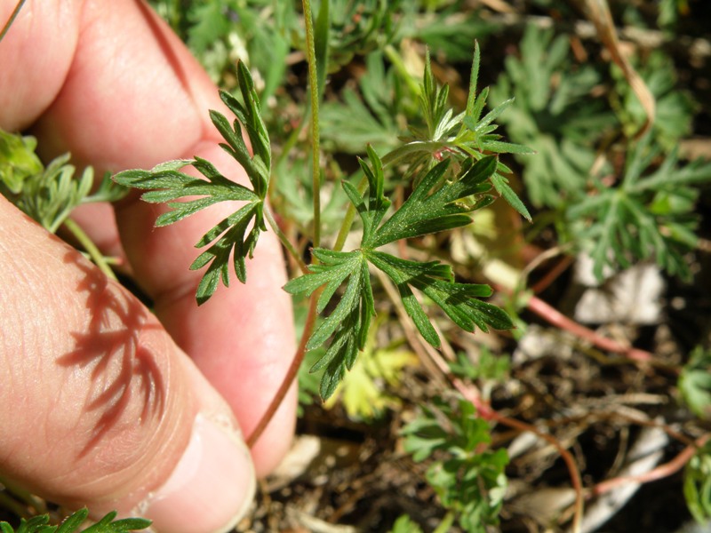 Geranium columbinum