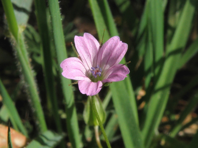 Geranium columbinum