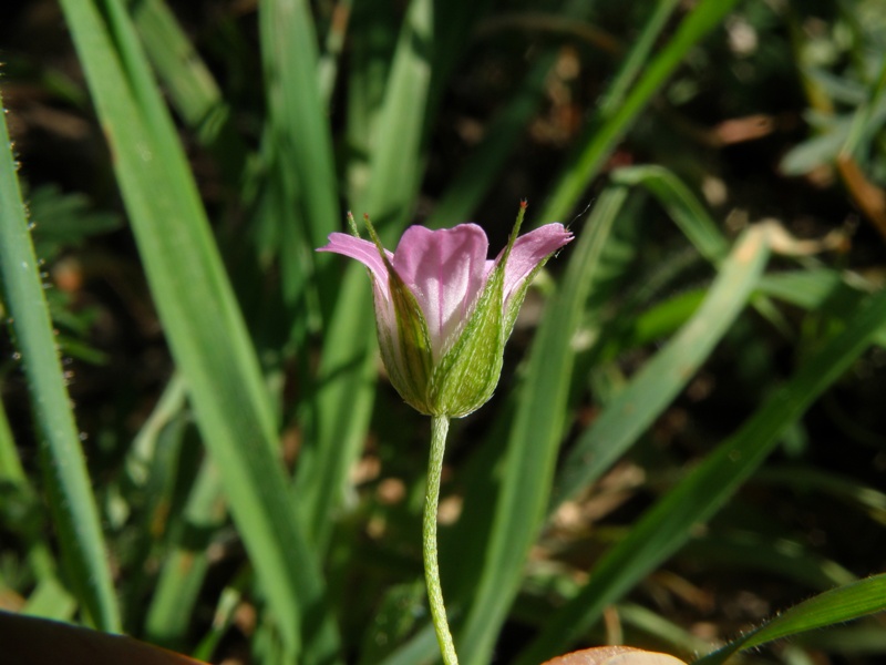 Geranium columbinum