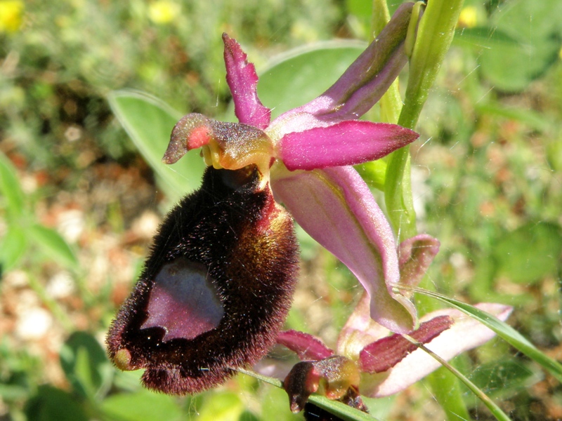 Ophrys da determinare