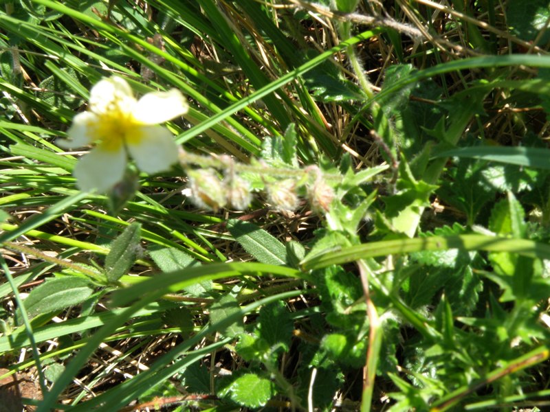 Helianthemum apenninum