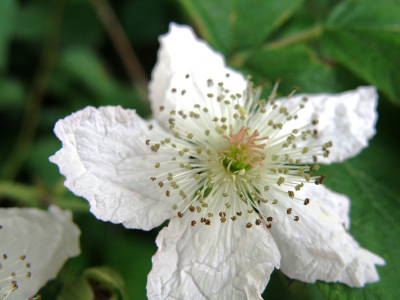 Rosa !! no,  Rubus sp.