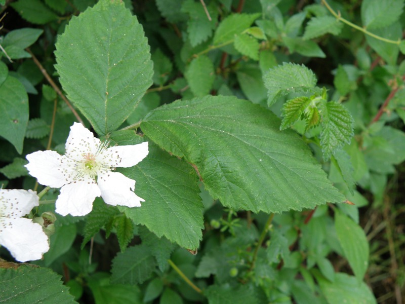 Rosa !! no,  Rubus sp.