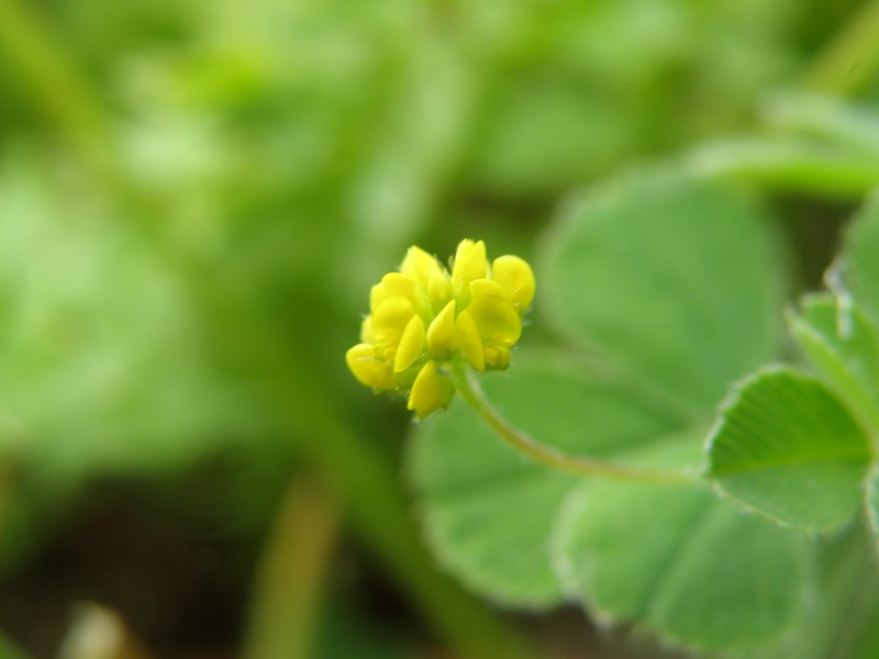 Medicago lupulina / Lupolina