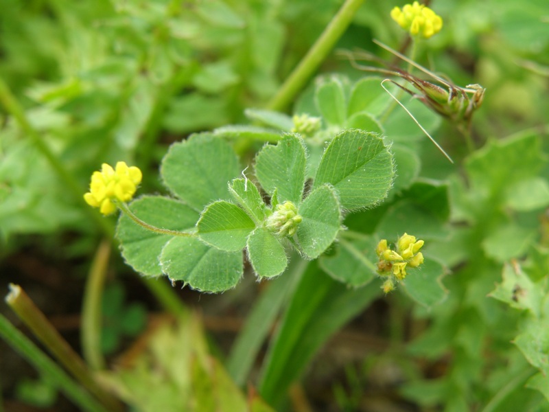 Medicago lupulina / Lupolina