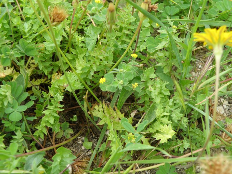 Medicago lupulina / Lupolina