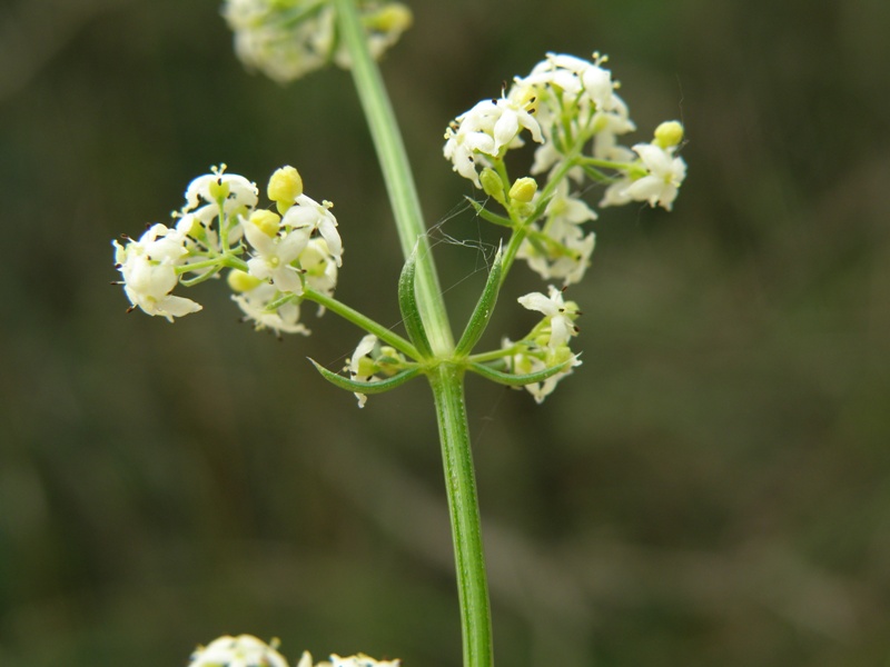 Galium corrudifolium