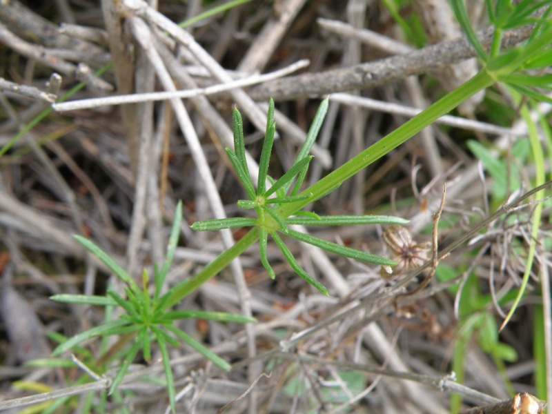 Galium corrudifolium