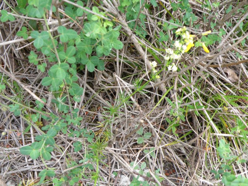 Galium corrudifolium