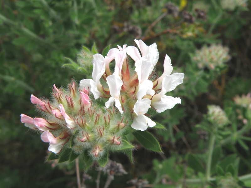 Lotus hirsutus (=Dorycnium hirsutum)