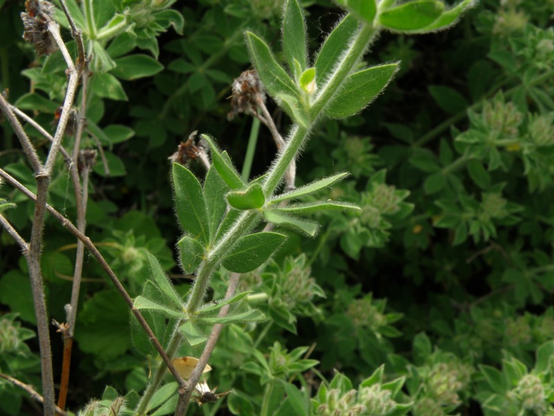 Lotus hirsutus (=Dorycnium hirsutum)