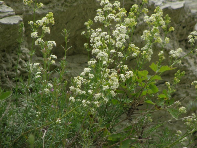 Galium corrudifolium