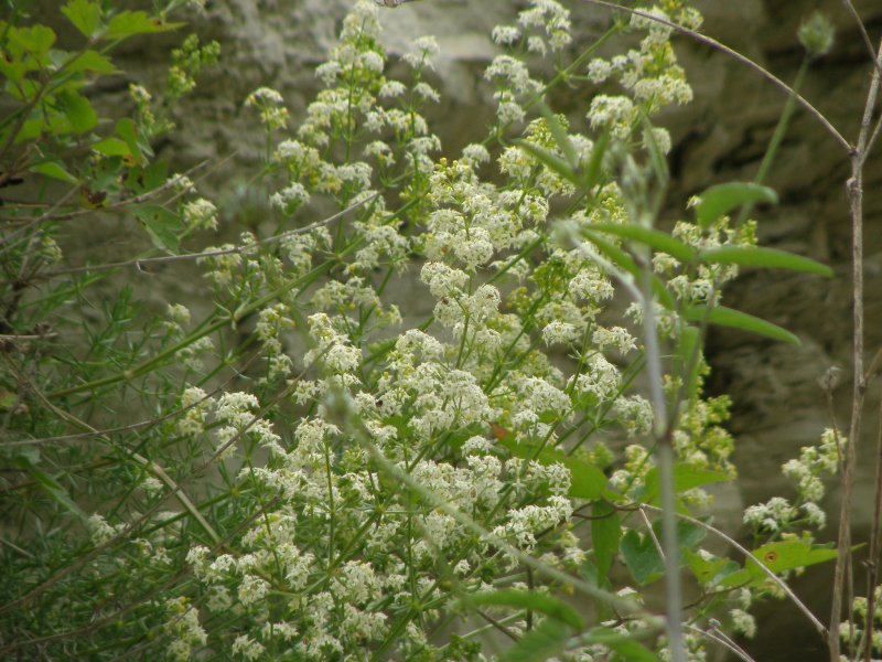 Galium corrudifolium