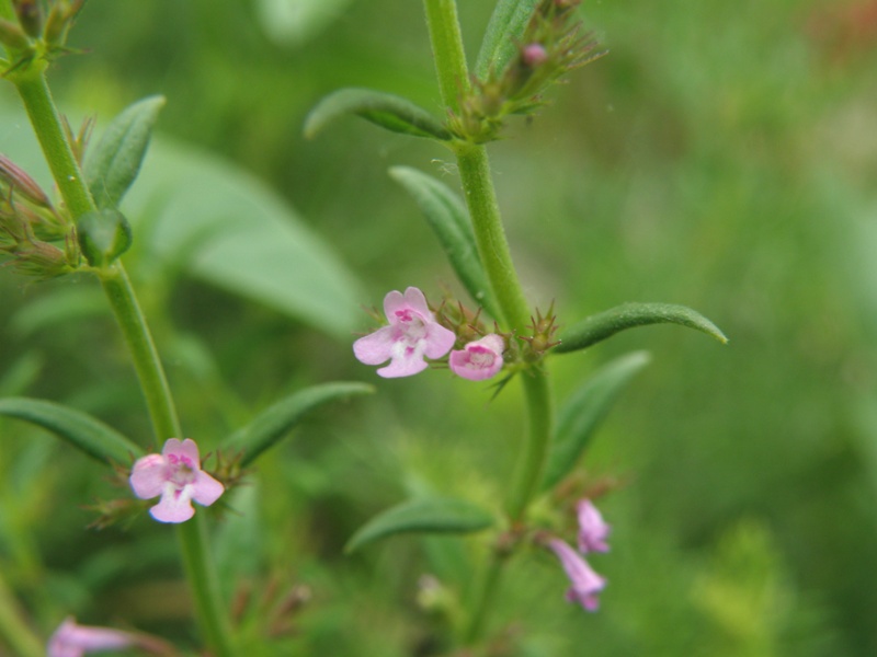 Micromeria graeca sl. / Issopo meridionale