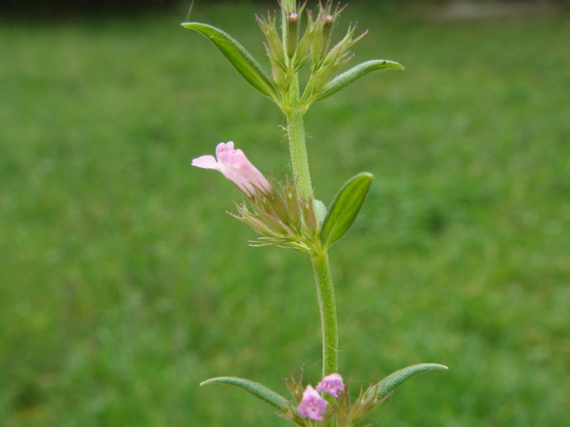 Micromeria graeca sl. / Issopo meridionale