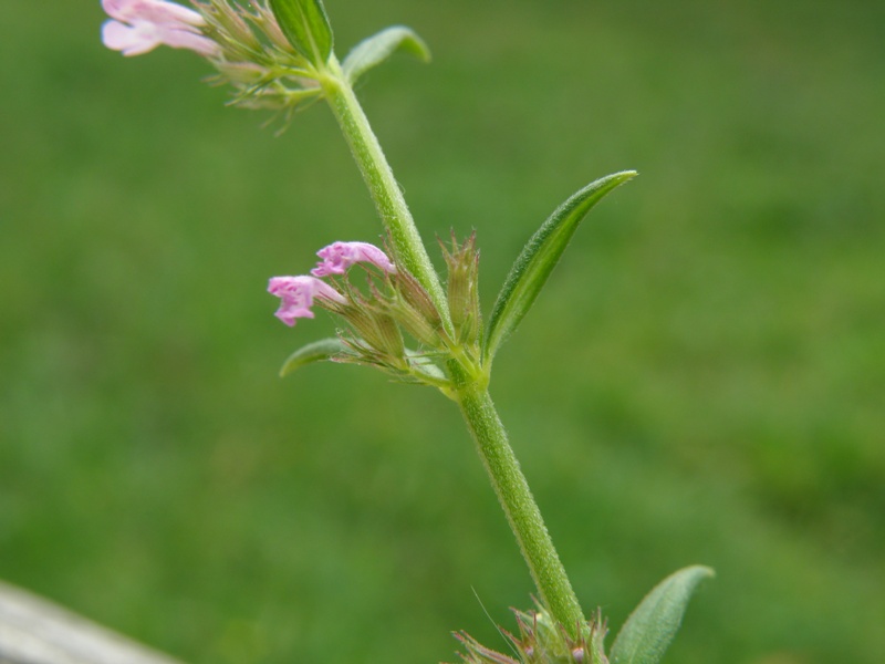 Micromeria graeca sl. / Issopo meridionale