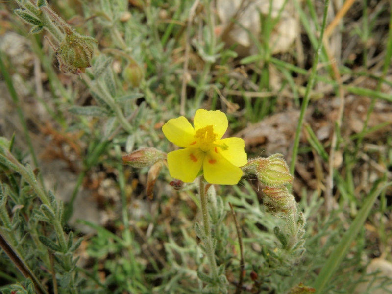 Fumana thymifolia