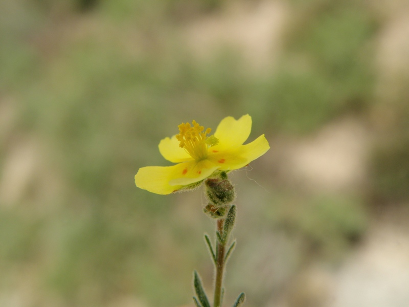 Fumana thymifolia