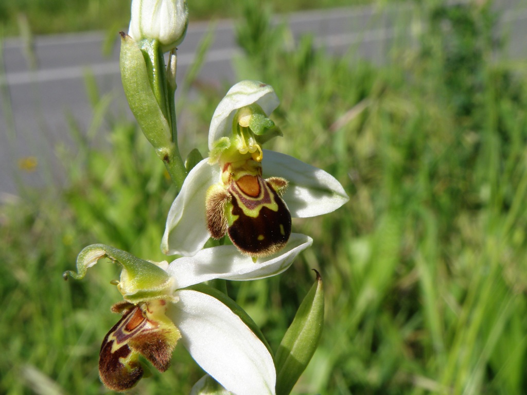 Ophrys da determinare (Ophrys apifera)