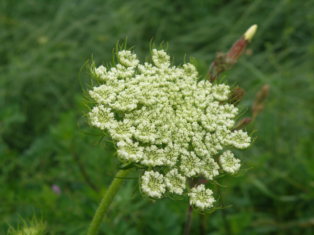 Daucus sp.