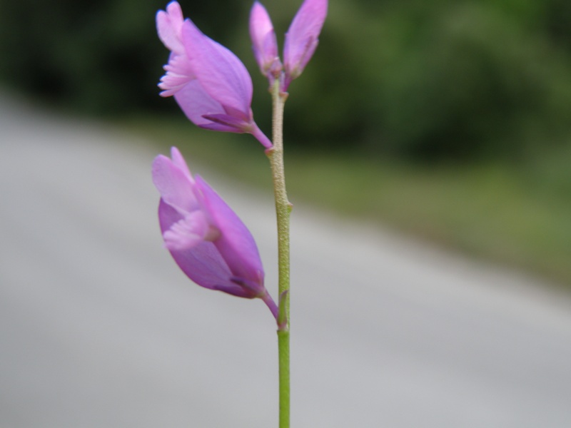 piccolissimi fiori da determinare - Polygala sp.