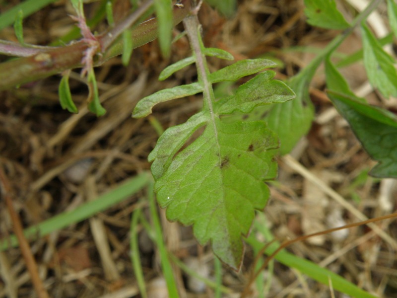 Sixalix atropurpurea / Vedovina marittima