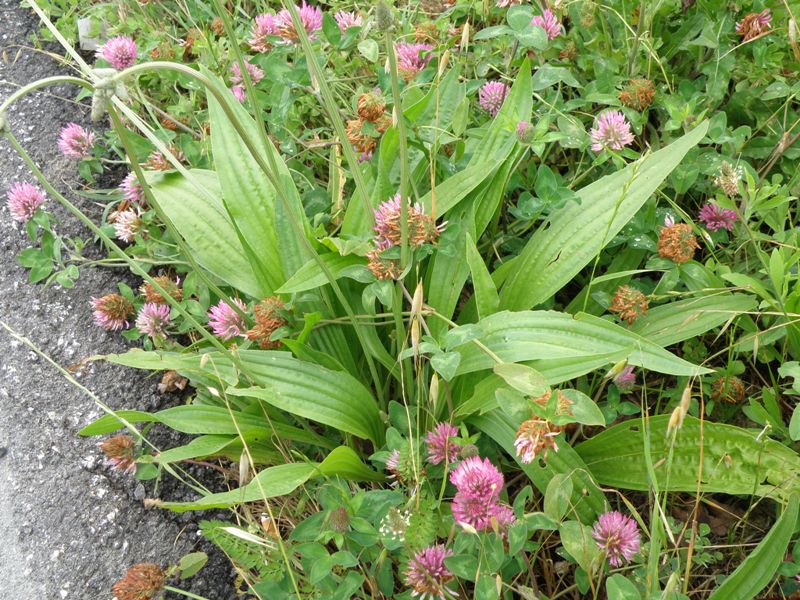 Lusus di Plantago lanceolata