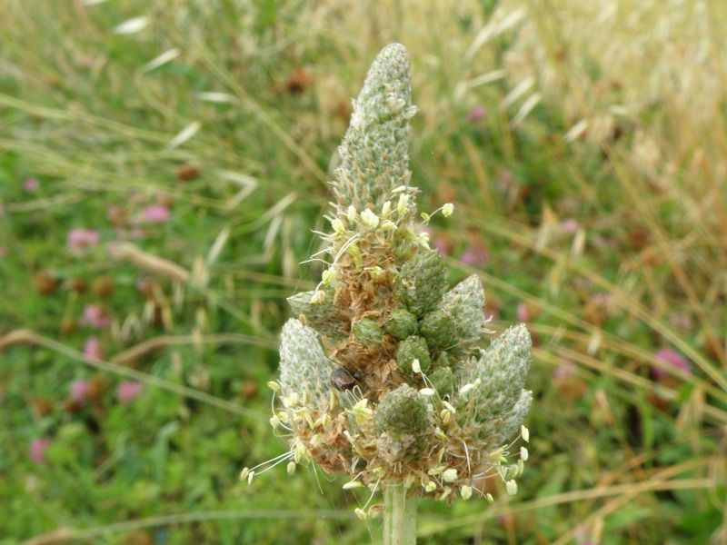 Lusus di Plantago lanceolata