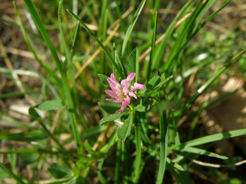 Trifolium resupinatum / Trifoglio risupinato