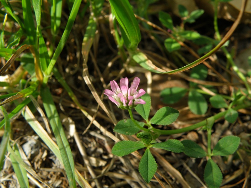 Trifolium resupinatum / Trifoglio risupinato