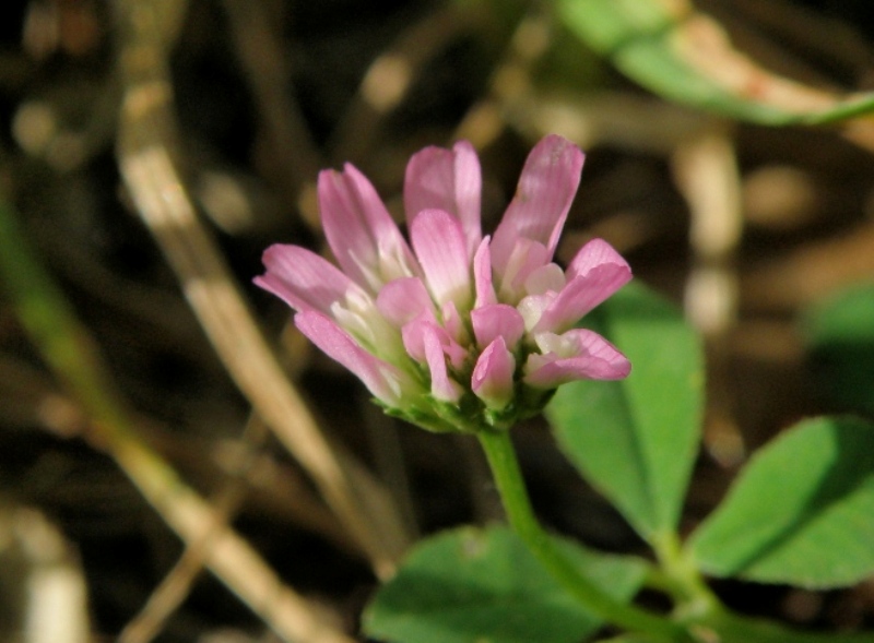 Trifolium resupinatum / Trifoglio risupinato