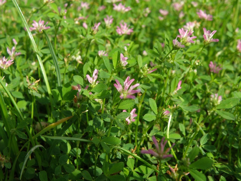 Trifolium resupinatum / Trifoglio risupinato