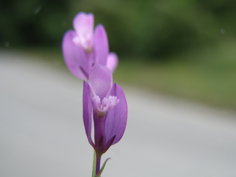 piccolissimi fiori da determinare - Polygala sp.