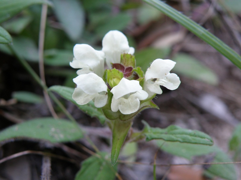 Prunella laciniata