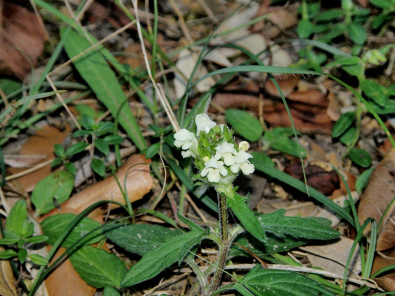 Prunella laciniata