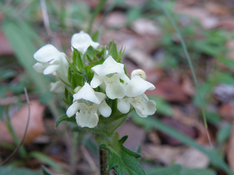 Prunella laciniata