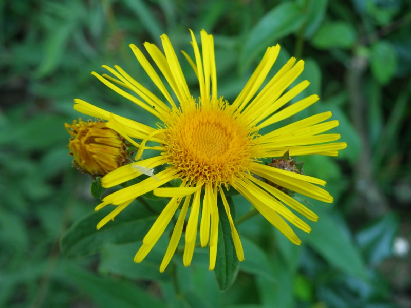 Pentanema salicinum (=Inula salicina) / Enula aspra