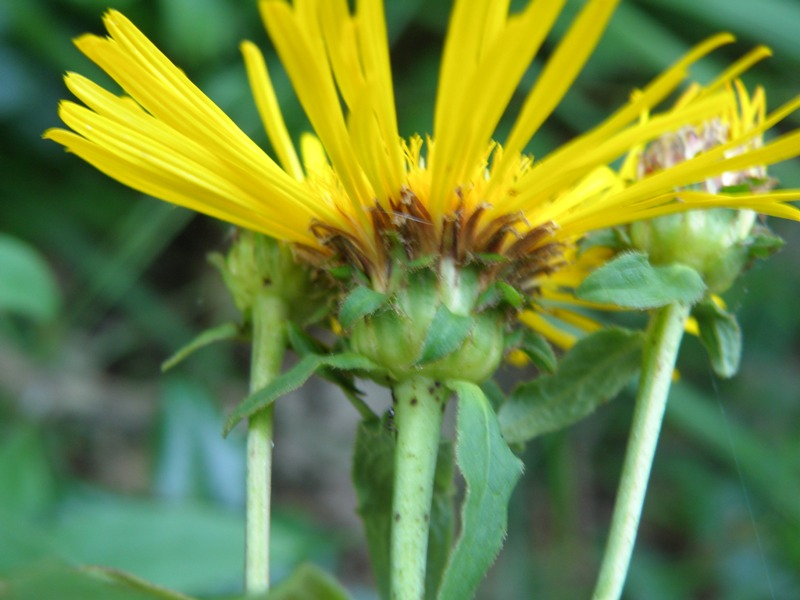 Pentanema salicinum (=Inula salicina) / Enula aspra