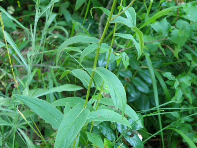 Pentanema salicinum (=Inula salicina) / Enula aspra