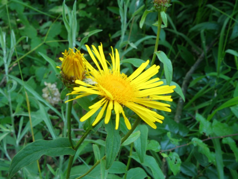 Pentanema salicinum (=Inula salicina) / Enula aspra