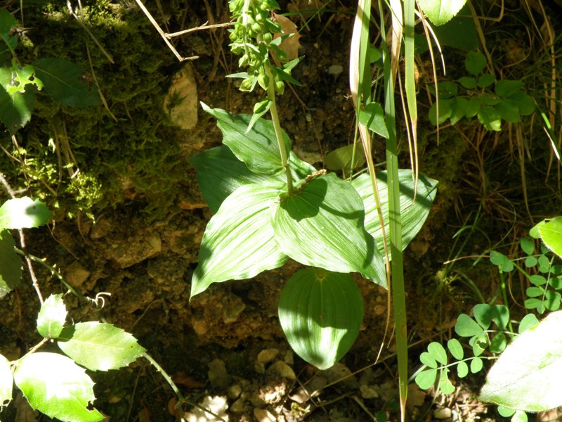 Da determinare: Epipactis sp.