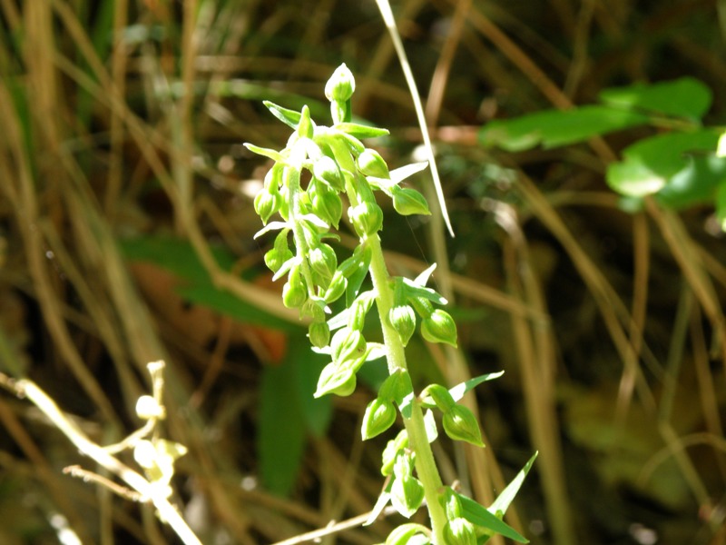 Da determinare: Epipactis sp.