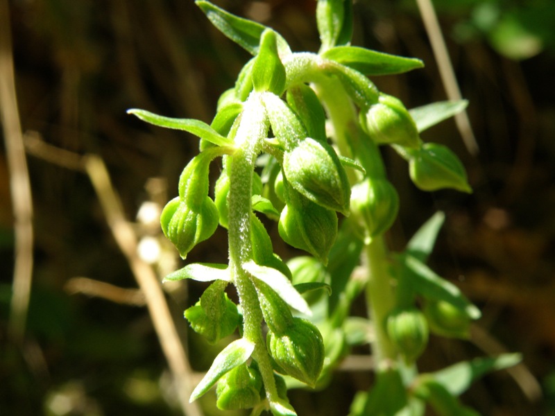 Da determinare: Epipactis sp.