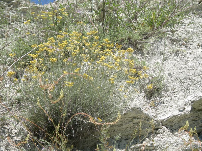 Helichrysum italicum