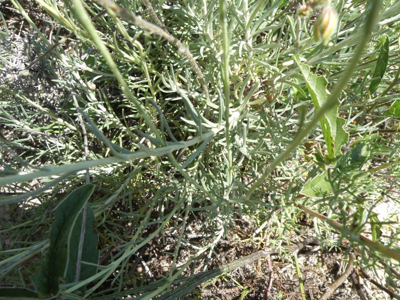 Helichrysum italicum