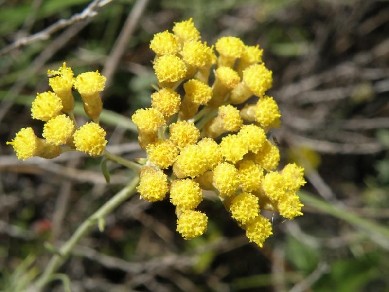 Helichrysum italicum