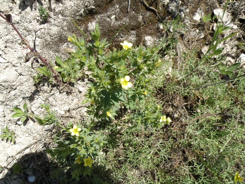 Linum strictum