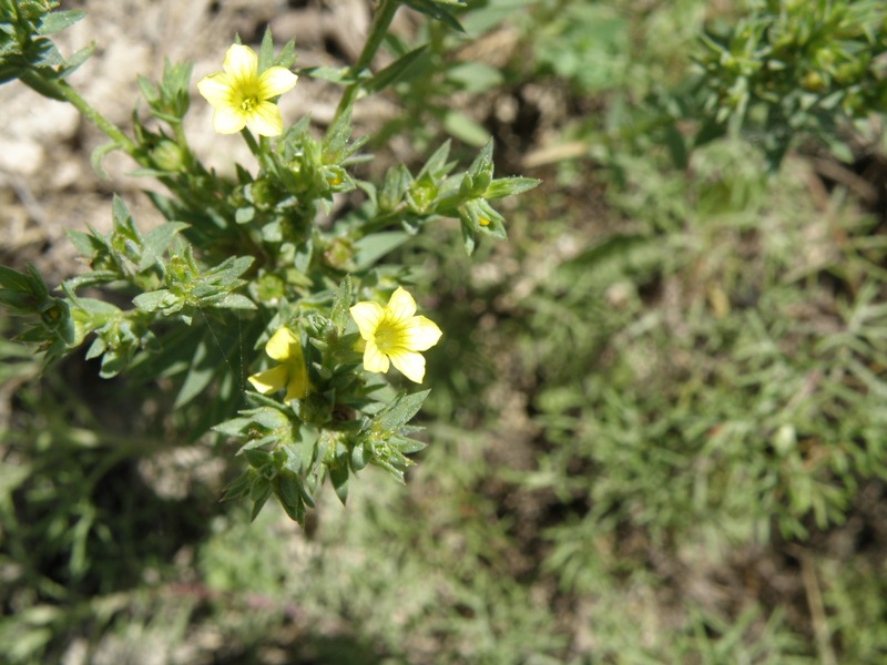 Linum strictum