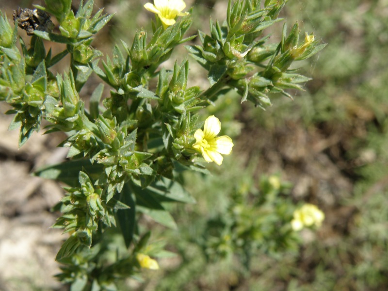 Linum strictum