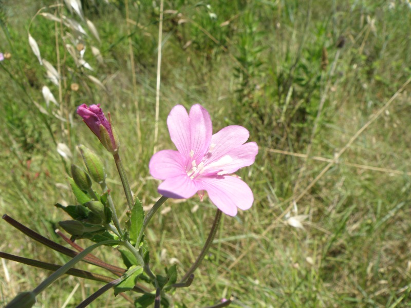 Epilobium sp.